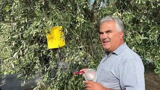 Si Monitorohet dhe Kontrollohet Miza e Ullirit? | Prof. Shpend Shahini