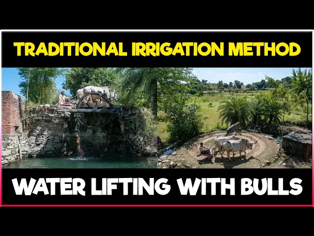 Traditional Irrigation Method Water Lifting With Bulls Ancient traditional-irrigation-method-water-lifting-with-bulls-ancient