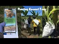 Planting Coconut Trees