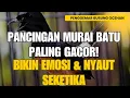 Download Lagu 🔥 PANCINGAN MURAI BATU PALING GACOR! Bikin Emosi \u0026 Nyaut Seketika 🎯