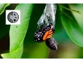 The life of Monarch Butterfly