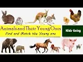 Lagu Animals and Their Young Ones | Young One of Animals | Animals young pictures and names for kids