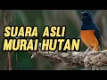 Download Lagu SUARA ASLI MURAI BATU HUTAN || 100 % Original Murai Hutan