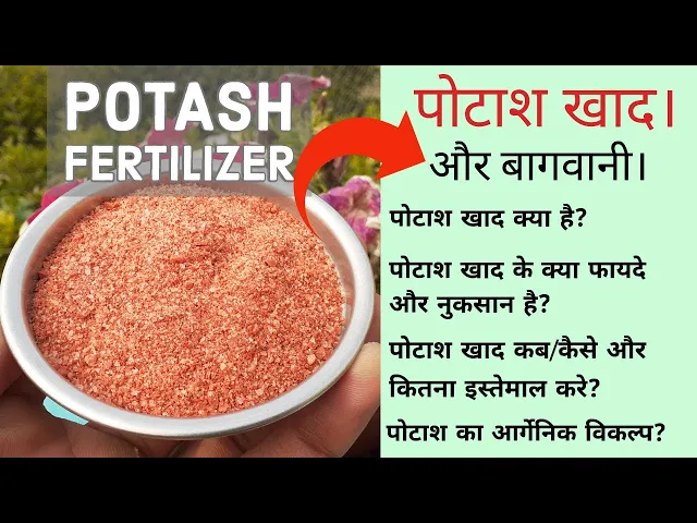 Importance-of-potash-in-crops