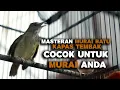 Download Lagu Masteran Murai Batu | Tunas Kapas Masteran SEMPURNA untuk Murai Anda!