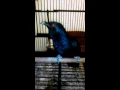 Download Lagu Burung tuwu jinak \u0026 gacor