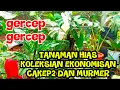 Download Lagu GERCEP2‼️TANAMAN HIAS KOLEKSIAN EKONOMISAN CAKEP2 DAN MURMER