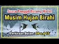 SUARA BURUNG WALET MUSIM HUJAN BIRAHI