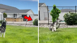 Hiding from my dogs disguised as a bush!