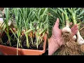 Download Lagu Cara Menanam BAWANG PUTIH di Polybag atau POT Bisa Cepat Panen - How to Grow Garlic