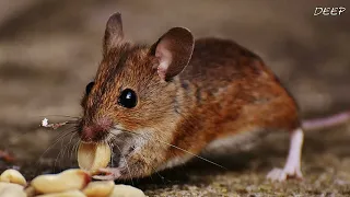 5 معلومات لا تعرفها عن الفأر تلد 150 طفل 