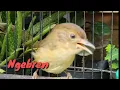 Download Lagu Burung Flamboyan Gacor Ngebren Rapat Nyerecet