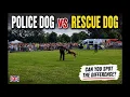 UK Police dog demo with Belgian Malinois vs Rescue dog Full demo follows Armed Forces Day