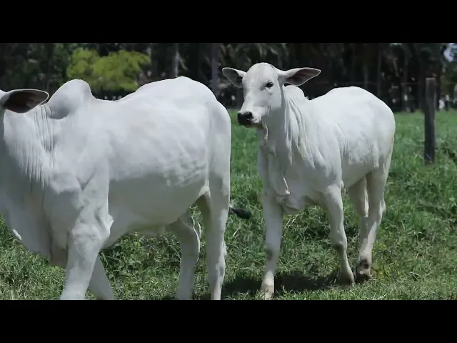 2 Novilhas Nelore P.O.