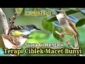 Download Lagu Terapi Ciblek Kristal Ciblek Semi Ciblek Bahan Dan Macet Bunyi  || Ciblek Gacor Tembakan AK 47