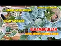 Download Lagu MERAPIKAN KEBUN DI HALAMAN BELAKANG | BERKEBUN DI BELANDA
