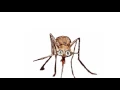 How A Giant Mosquito 🦟  Sounds - how a giant mosquito buzzing sound / sound effect / animation