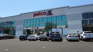 italian greyhound went to vetco for yearly shot