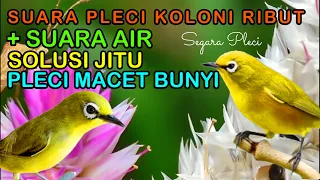 Download pleci koloni ribut, terapi ampuh untuk semua jenis burung pleci MP3