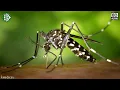 MOSQUITO SOUND - MOSQUITO SOUND EFFECT - NOISE OF MOSQUITO - animal sound