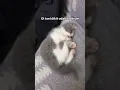 Download Lagu #kucinglucu #kittenshorts #wgitachi #gamtng #shortvideo #kucingimut  #cat #catmemes #viralvideo