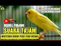 Download Lagu 🛑 Kenari GACOR cuit - cuit EMOSI Isian indah Pancingan kenari PAUD #pancingankenari #kenari #canary