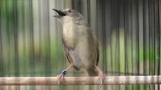  ciblek gunung gacor ngbren panjang josss buat masteran dan pancingan