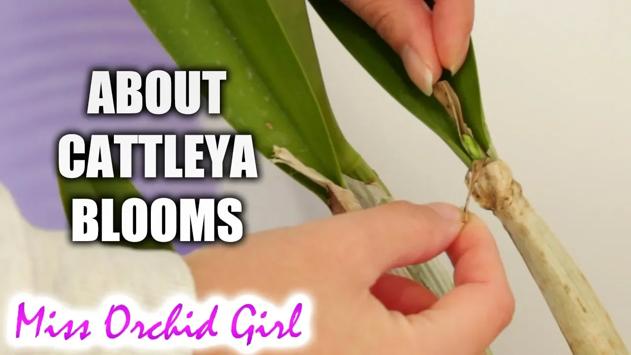 CATTLEYA ORCHID BUDS, SHEATHS AND SPIKES SMALL PRACTICAL GUIDE