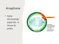 Mitosis Explained 10-Minute AP IB Biology Tutorial Cell Division Made Easy