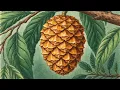 Fibonacci in the Forest: Visualizing Nature’s Recursive Design. #maths 