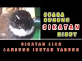 SUARA BURUNG KIPASAN / SIKATAN RIBUT, AMPUH UNTUK PIKAT,