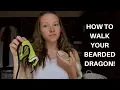HOW TO WALK YOUR BEARDED DRAGON most small pets can work too