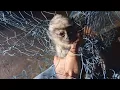 Infant Langur rescued from a net