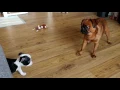 Brussels Griffon Boston Terrier