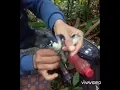 suara pikat rambatan doraemon #shorts#shortsvidio