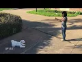 Baymax s Naked Dog Obedience Badge