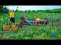 Download Lagu Harvest Super Sweet Honey Pineapples Goes To Market Sell,Plant 100 Pineapple Shoots Behind The House