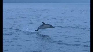 Dolphins! Brilliant! Sailing down to Portugal through the Spanish rias. “Around & Down”.