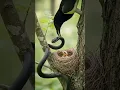 Download Lagu #snake vs bird #viralshort #Ma to Ma h#youtubeshorts