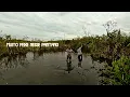 Download Lagu No pântano com uma vara de bambu olha no que deu! O que encontrei nesse pântano vai te surpreender.