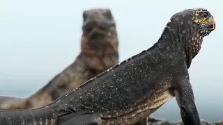 شاهد ماذا فعلت القطة عندما حاول الثعبان أكل صغارها   !!