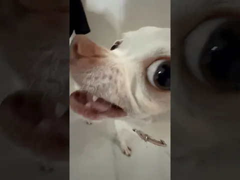 The Kuchi Kuci helicopter tornado πͺοΈ π π€£π€£ Angry chihuahua vs french bulldog