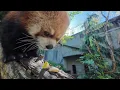 Cute Red Pandas Eat Snacks Outside