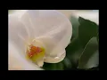 Funeral Mass - Trudy McCort