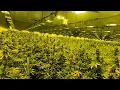 Take a tour of the largest cannabis grow facility in N J