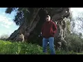 E se a oliveira mais antiga for esta?