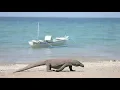 Indonesia Considering Closing Komodo Island to Protect Endangered Species