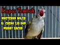 Download Lagu Masteran wajib cucak ijo dan muray kapas tembak gacor