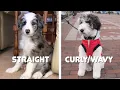 Pros Cons of Straight Hair vs Curly Coats of Aussiedoodle F1 F1B