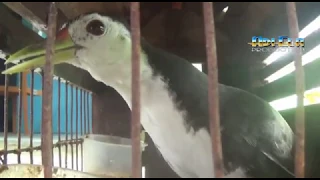 suara asli burung burak burak ruak ruak untuk pikat